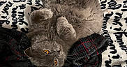 Macline Mcbride is registered to the contest to win money with this photo: blanket, cat, cozy, cute, domestic_cat, fabric, fluffy, fur, gray_cat, indoor, lying_down, orange_eyes, pet, plaid, relaxed, resting, soft, text_pattern, upside_down, whiskers