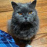 Macline Mcbride is registered to the contest to win money with this photo: amber_eyes, animal, blue, cat, companion, cozy, cute, domestic, flooring, fluffy, fur, gray_cat, home, indoor, looking_up, pajamas, pet, plaid, sock, wooden_floor