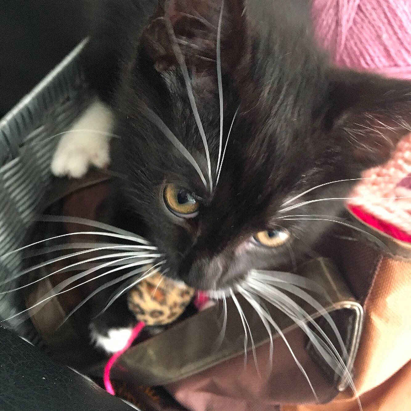 Pythagore a rejoint le concours — aidez-le/la à gagner de superbes lots !