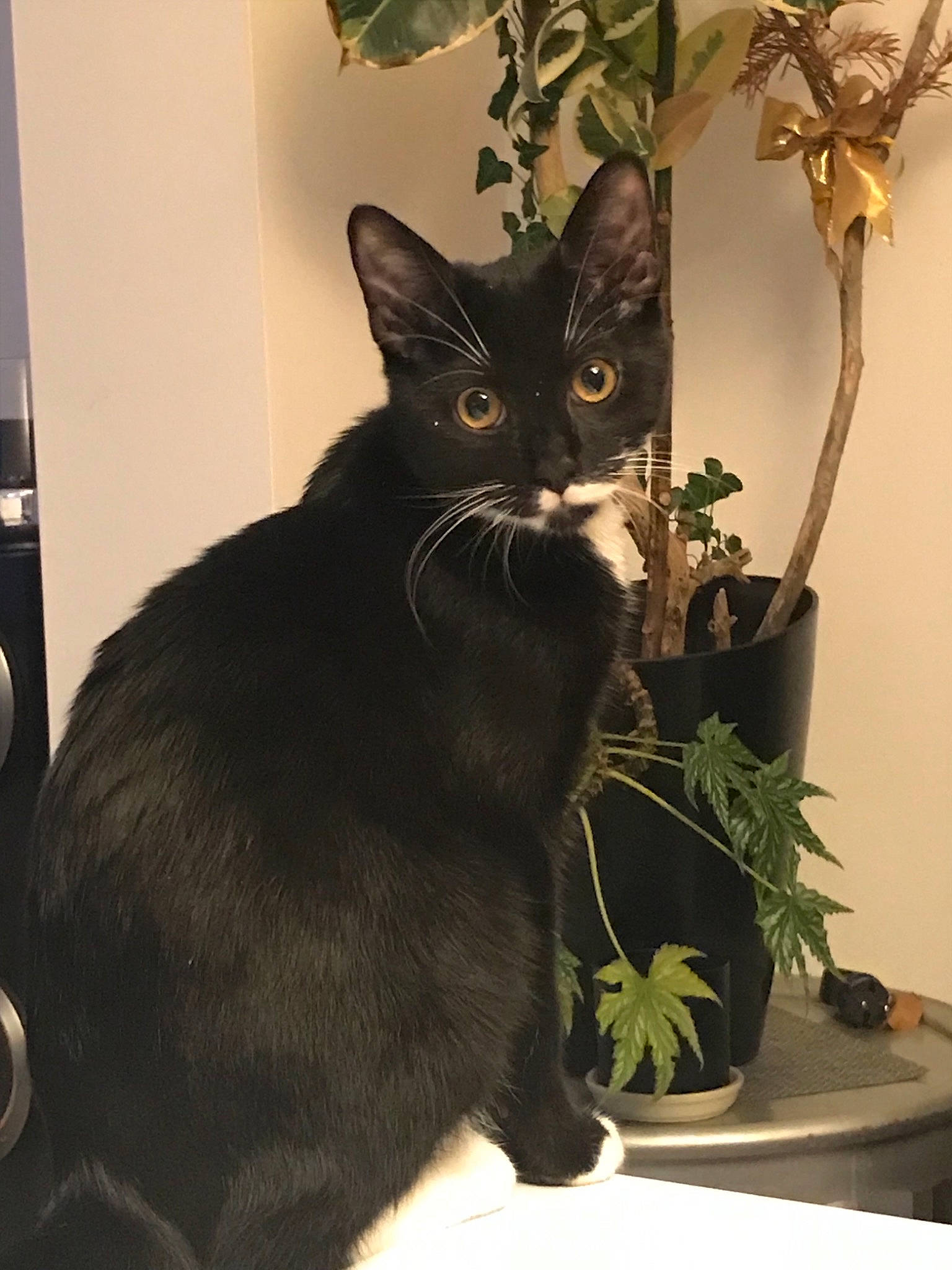 Pythagore a rejoint le concours — aidez-le/la à gagner de superbes lots !