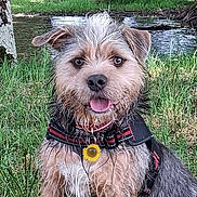 Harley participe au concours pour gagner de l'argent avec cette photo : dog, wet_dog, grass, outdoor, nature, pond, tree, collar, sunflower_tag, tongue_out, happy, pet, canine, fur, animal, sitting, water, playful, ears, eyes