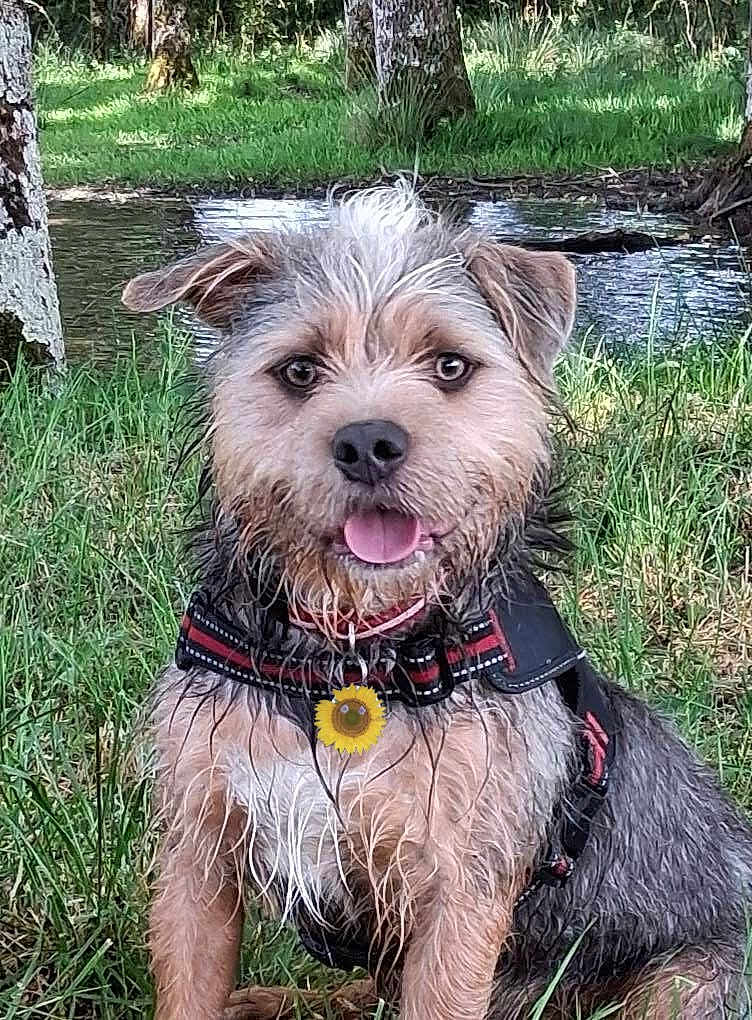 Harley