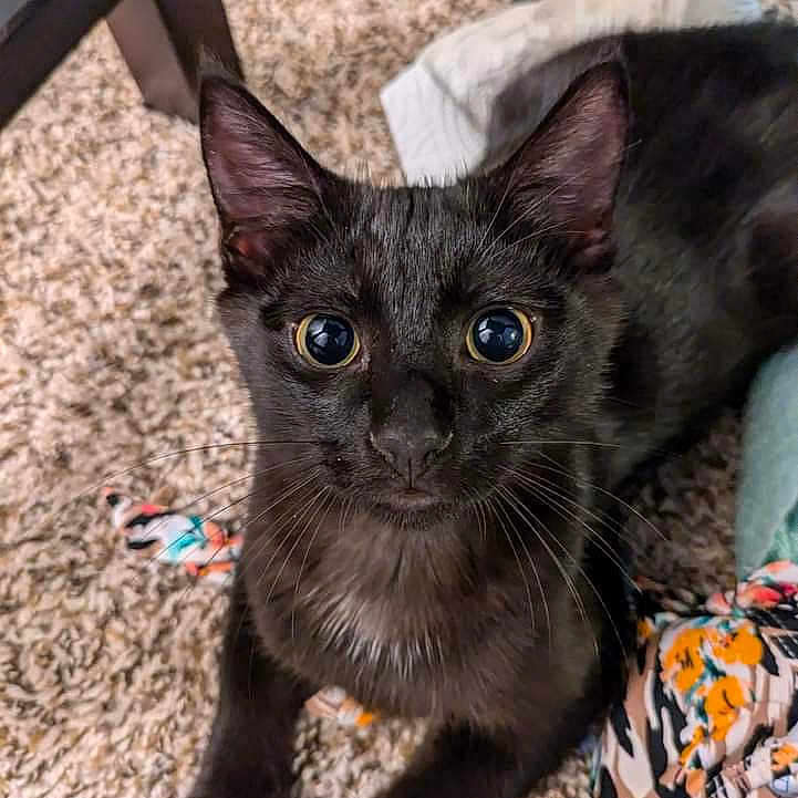 Void is registered to the contest to win money with this photo: abyssinian, animal, blackcat, blanket, brasssection, cat, egyptiancat, horn, kitten, manx, musicalinstrument, pet, siamese, toy