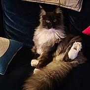 Alcore a rejoint le concours — aidez-le/la à gagner de superbes lots ! cat, long_haired_cat, fluffy_tail, white_paws, amber_eyes, whiskers, velvet_couch, pillow, cushion, indoor, lounging, cozy, pet, portrait, sitting, dark_background, fur, paw, looking_at_camera, relaxed