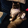 cat, long_haired_cat, fluffy_tail, white_paws, amber_eyes, whiskers, velvet_couch, pillow, cushion, indoor, lounging, cozy, pet, portrait, sitting, dark_background, fur, paw, looking_at_camera, relaxed