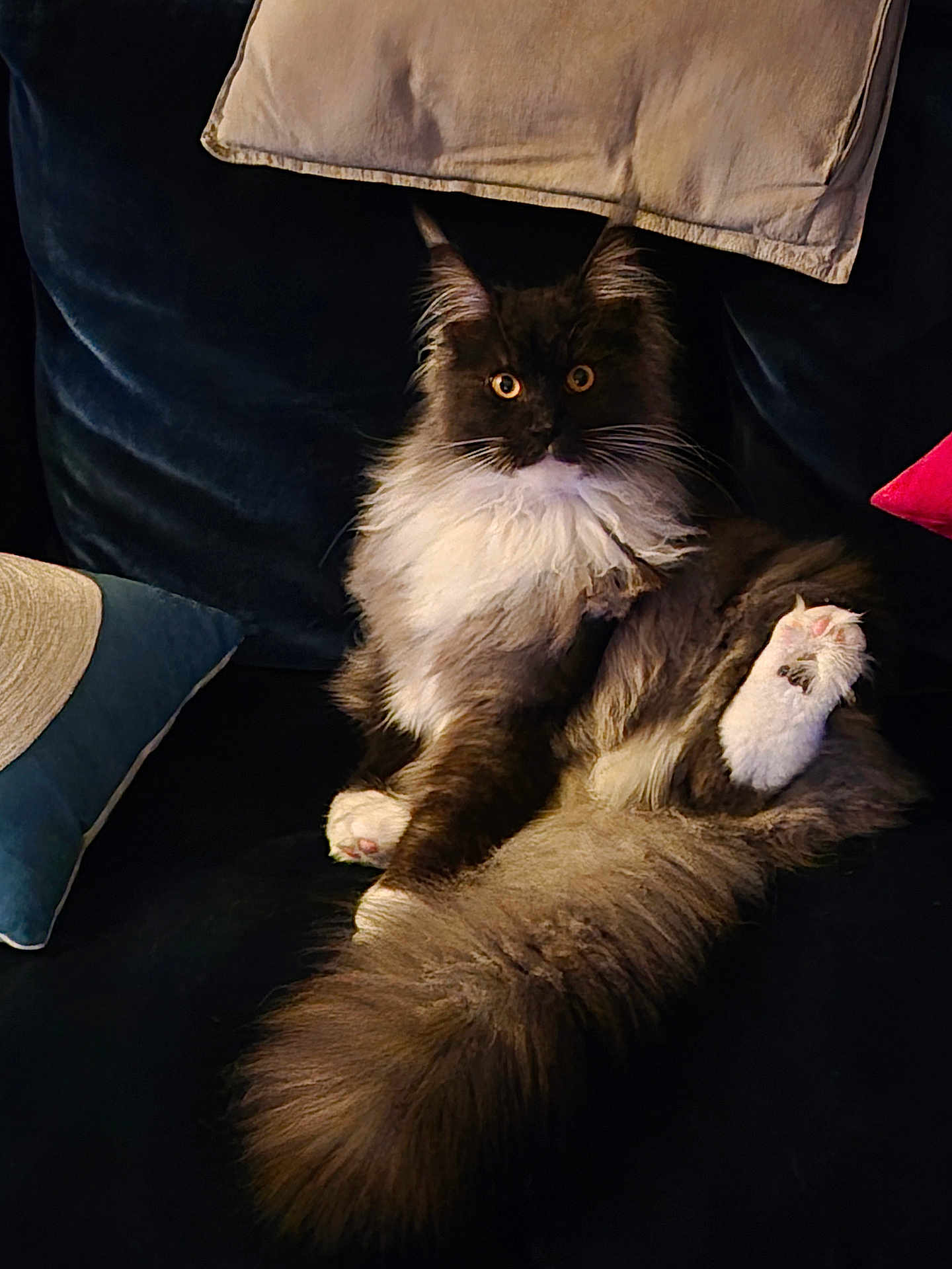 Alcore a rejoint le concours — aidez-le/la à gagner de superbes lots ! cat, long_haired_cat, fluffy_tail, white_paws, amber_eyes, whiskers, velvet_couch, pillow, cushion, indoor, lounging, cozy, pet, portrait, sitting, dark_background, fur, paw, looking_at_camera, relaxed