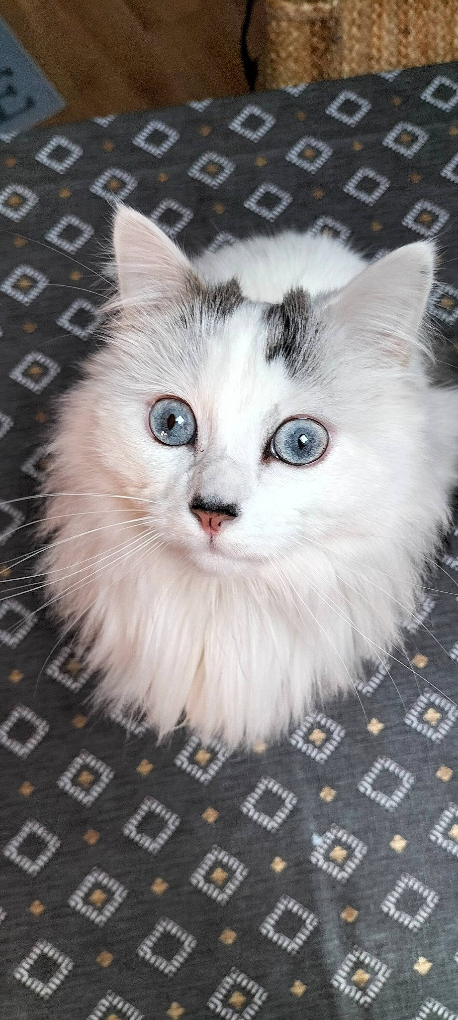 Pimky participe au concours pour gagner de l'argent avec cette photo : art, box, british_longhair, carnivore, cat, claw, felidae, flooring, fur, iris, pattern, paw, photo_caption, small_to_medium_sized_cats, snout, surprised, whiskers