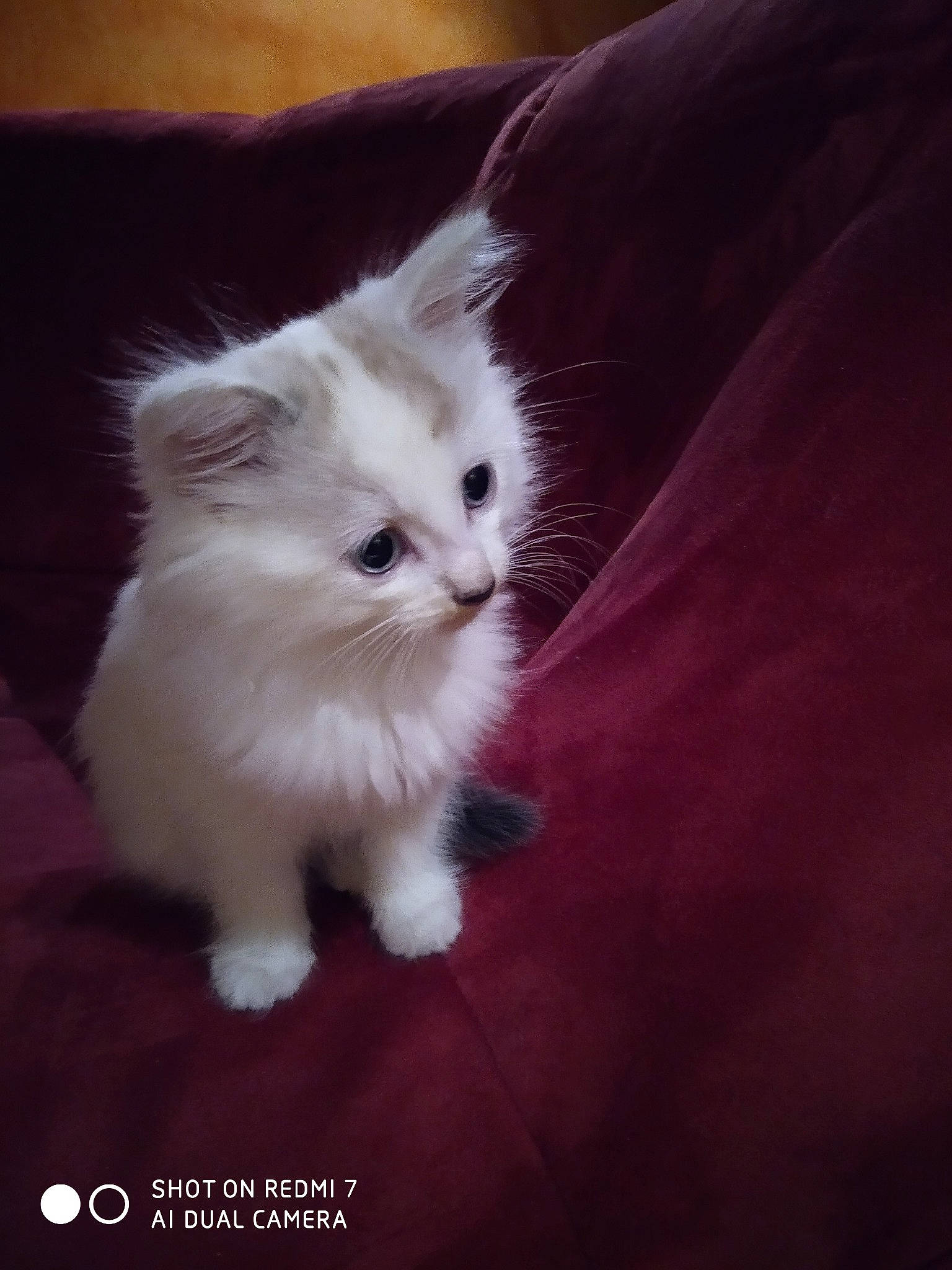 Pimky a rejoint le concours — aidez-le/la à gagner de superbes lots ! asian_semi_longhair, british_longhair, british_semi_longhair, carnivore, cat, domestic_long_haired_cat, eye, felidae, fur, kitten, mammal, napoleon_cat, norwegian_forest_cat, persian, ragamuffin, ragdoll, small_to_medium_sized_cats, turkish_angora, vertebrate, whiskers