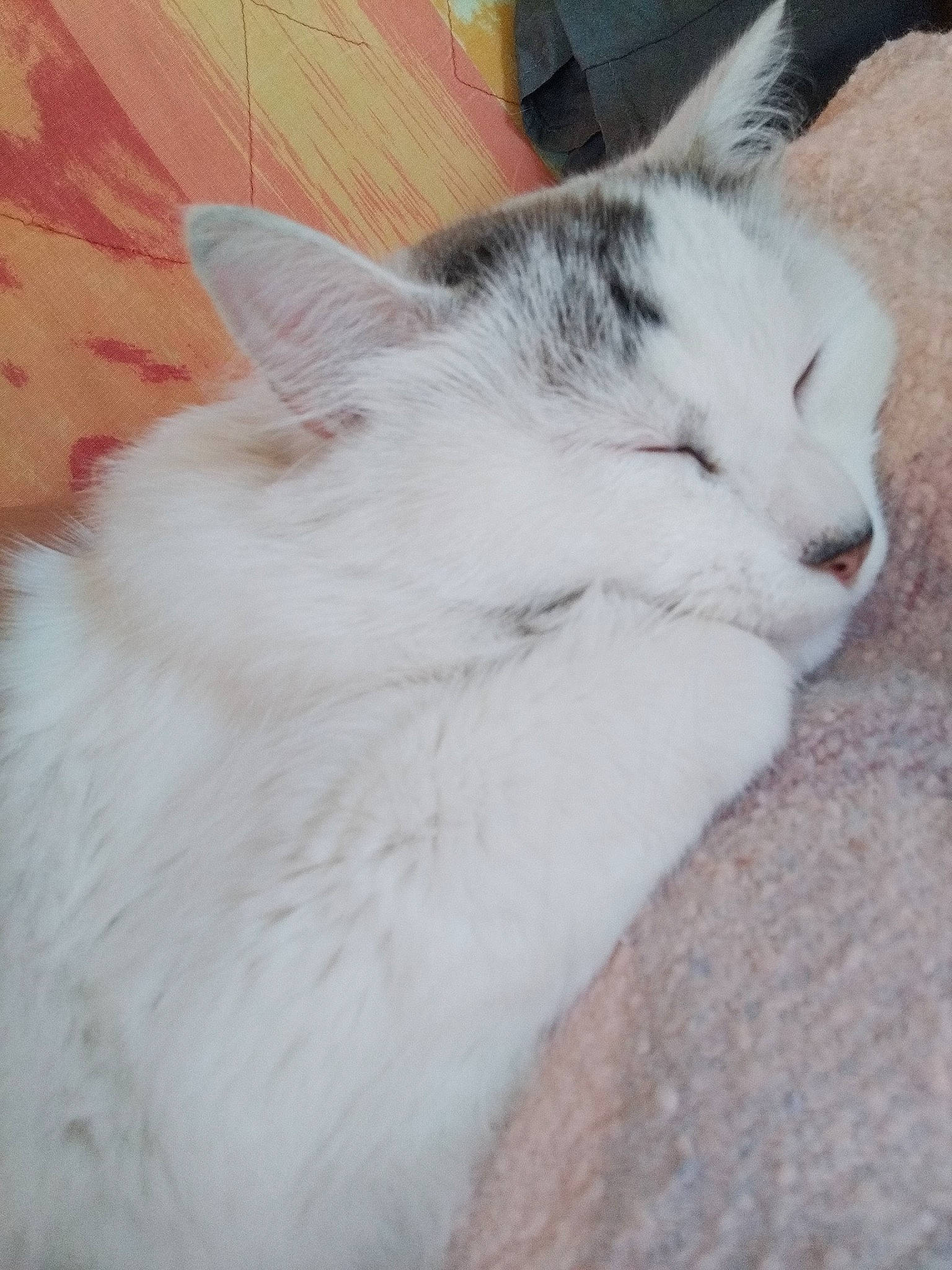 Pimky participe au concours pour gagner de l'argent avec cette photo : carnivore, cat, comfort, domestic_short_haired_cat, felidae, fur, small_to_medium_sized_cats, snout, tail, whiskers