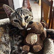 Kitty a rejoint le concours — aidez-le/la à gagner de superbes lots ! cat, tabby_cat, stuffed_toy, plush, beaver, pet_bed, fur, closeup, sleepy, cute, animal, indoor, cozy, relaxed, whiskers, ears, paw, toy, soft, companion