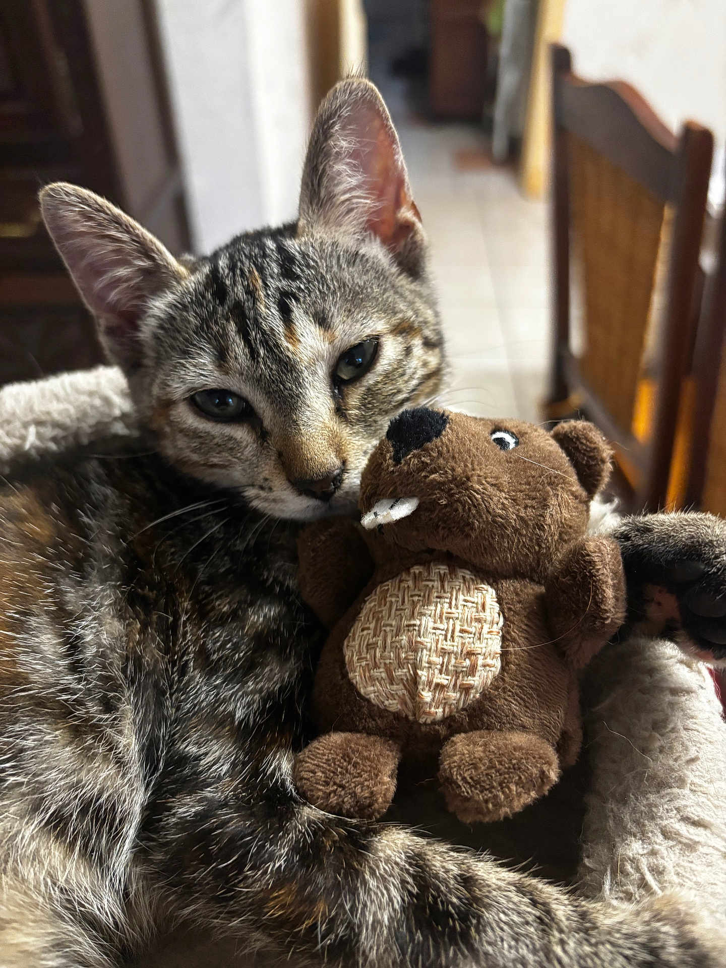 Kitty a rejoint le concours — aidez-le/la à gagner de superbes lots ! cat, tabby_cat, stuffed_toy, plush, beaver, pet_bed, fur, closeup, sleepy, cute, animal, indoor, cozy, relaxed, whiskers, ears, paw, toy, soft, companion