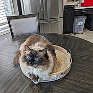 Annabelle is registered to the contest to win money with this photo: cat, blue_eyes, fluffy, tray, wooden_table, chair, kitchen, refrigerator, window_blinds, indoor, pet, domestic_animal, curious, feline, tabletop, cozy, home, brown_fur, white_fur, relaxed