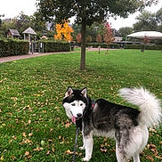 Darko a rejoint le concours — aidez-le/la à gagner de superbes lots ! dog, siberian_husky, leash, grass, tree, autumn, leaves, park, outdoor, pet, canine, animal, nature, walking, fur, tail, tongue, daytime, playful, scenic