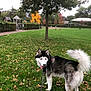 dog, siberian_husky, leash, grass, tree, autumn, leaves, park, outdoor, pet, canine, animal, nature, walking, fur, tail, tongue, daytime, playful, scenic