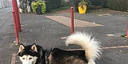 Darko a rejoint le concours — aidez-le/la à gagner de superbes lots ! dog, husky, animal, outdoor, pavement, flower_pots, red_poles, blue_eyes, tongue_out, fluffy_tail, leash, street, trees, bushes, sidewalk, urban, nature, daytime, pet, canine