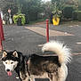 dog, husky, animal, outdoor, pavement, flower_pots, red_poles, blue_eyes, tongue_out, fluffy_tail, leash, street, trees, bushes, sidewalk, urban, nature, daytime, pet, canine