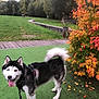 dog, husky, heterochromia, leash, harness, green_turf, autumn, fall_foliage, orange_leaves, park, outdoor, pet, canine, happy, tongue_out, nature, tree, grass, walking, animal
