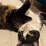 Caline participe au concours pour gagner de l'argent avec cette photo : cat, calico_cat, mattress, indoor, pet, feline, yellow_eyes, whiskers, playful, raised_paw, fur, black, white, orange, relaxed, curious, chair, clothing, floor, home