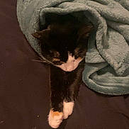 Caline participe au concours pour gagner de l'argent avec cette photo : cat, blanket, black_cat, white_paws, stretching, cozy, bed, feline, sleepy, indoor, pet, fur, whiskers, resting, cute, animal, domestic, soft, comfort, nap