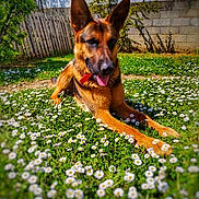 Olaf participe au concours pour gagner de l'argent avec cette photo : dog, german_shepherd, flower, daisy, grass, outdoor, sunlight, pet, animal, nature, canine, collar, greenery, garden, summer, playful, relaxed, tongue_out, ears_up, fence