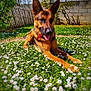 dog, german_shepherd, flower, daisy, grass, outdoor, sunlight, pet, animal, nature, canine, collar, greenery, garden, summer, playful, relaxed, tongue_out, ears_up, fence