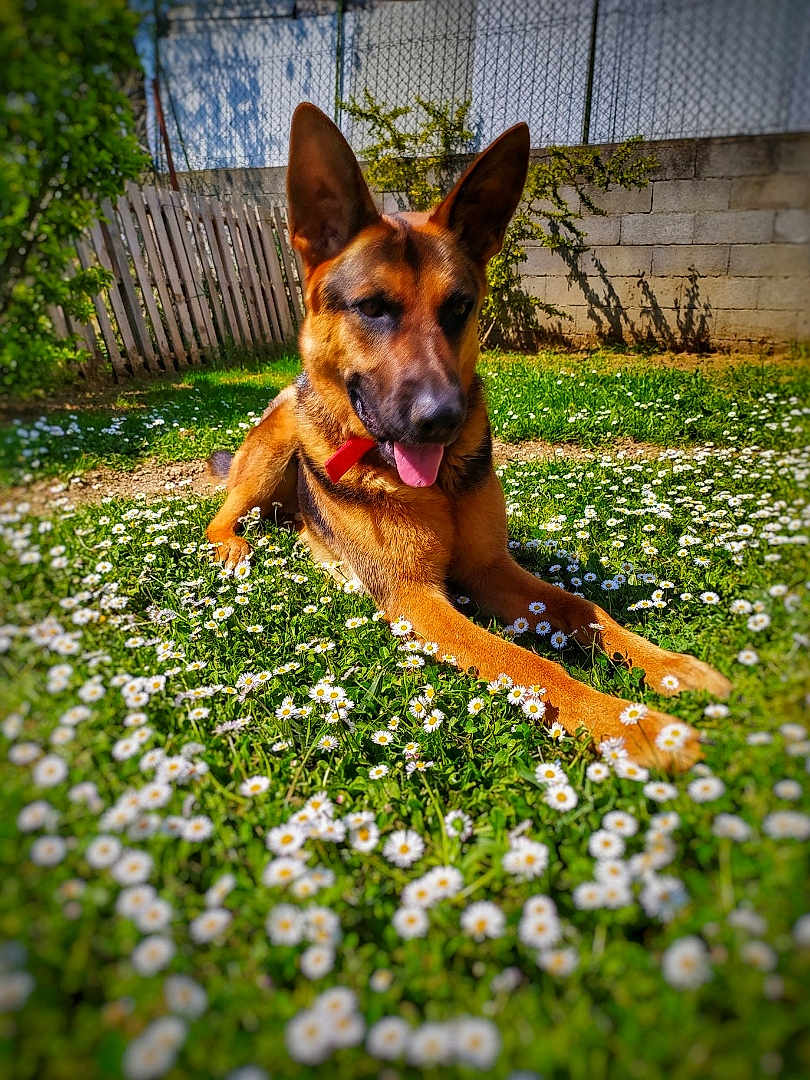 Olaf participe au concours pour gagner de l'argent avec cette photo : dog, german_shepherd, flower, daisy, grass, outdoor, sunlight, pet, animal, nature, canine, collar, greenery, garden, summer, playful, relaxed, tongue_out, ears_up, fence