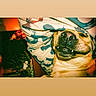 dog, pet, animal, canine, portrait, close_up, face, teeth, fang, brown_dog, sitting, indoors, warm_lighting, colored_lights, patterned_fabric, couch, home, funny_expression, photograph, meta_ai