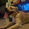 dog, golden_dog, pet, animal, lying_down, sitting_room, indoor, floor, tongue, panting, happy, playful, portrait, close_up, brown_fur, long_ears, television, houseplants, furniture, home
