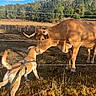 dog, cow, cattle, animal, farm, pasture, fence, barbed_wire, horns, harness, leash, outdoors, countryside, woodland, field, grass, sunlight, golden_hour, rural, animal_encounter