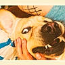 dog, canine, pet, animal, close_up, portrait, face, snout, nose, teeth, smiling, happy, playful, lying_down, upside_down, human_hand, interaction, indoor, vintage_filter, blue_background