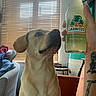 dog, canine, yellow_dog, sitting, curious, nose, sniffing, bottle, soda, jarritos, lime, beverage, hand, tattoo, indoor, home, window, blinds, chair, portrait