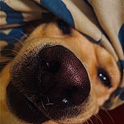 Porte Avion a rejoint le concours — aidez-le/la à gagner de superbes lots ! dog, canine, nose, muzzle, close_up, portrait, whiskers, fur, brown_fur, black_nose, eye, shiny, snout, pet, indoor, blanket, cozy, funny, macro, close_focus