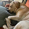 dog, golden_dog, sleeping, resting, couch, cushion, indoor, home, pet, animal, fur, paws, floppy_ears, closed_eyes, relaxed, cozy, portrait, sunlight, furniture, nap