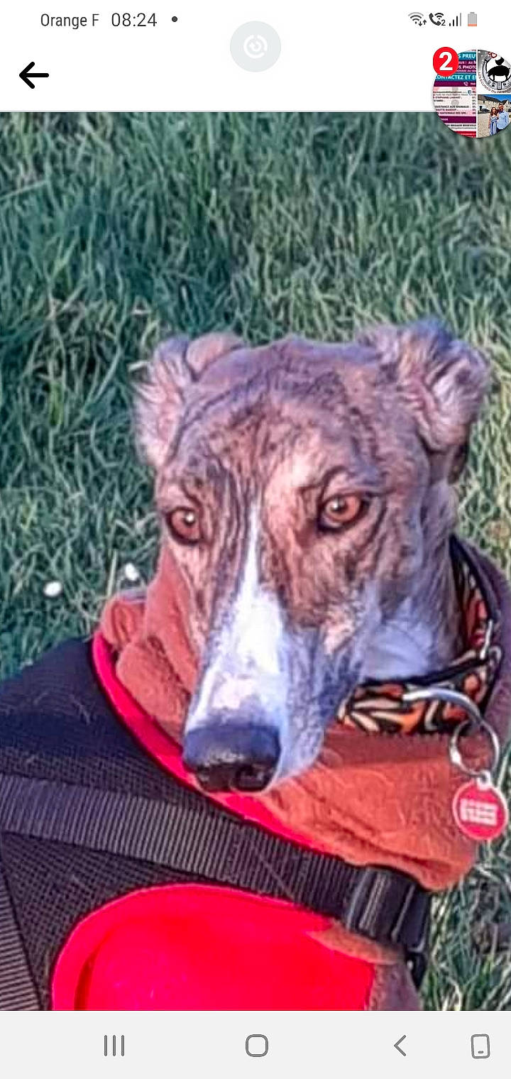 Orphee participe au concours pour gagner de l'argent avec cette photo : ancient_dog_breeds, art, canidae, carnivore, collar, companion_dog, dog, dog_breed, dog_collar, drawing, metal, non_sporting_group, rampur_greyhound, sighthound, snout, sporting_group, terrestrial_animal, whiskers, working_animal, working_dog