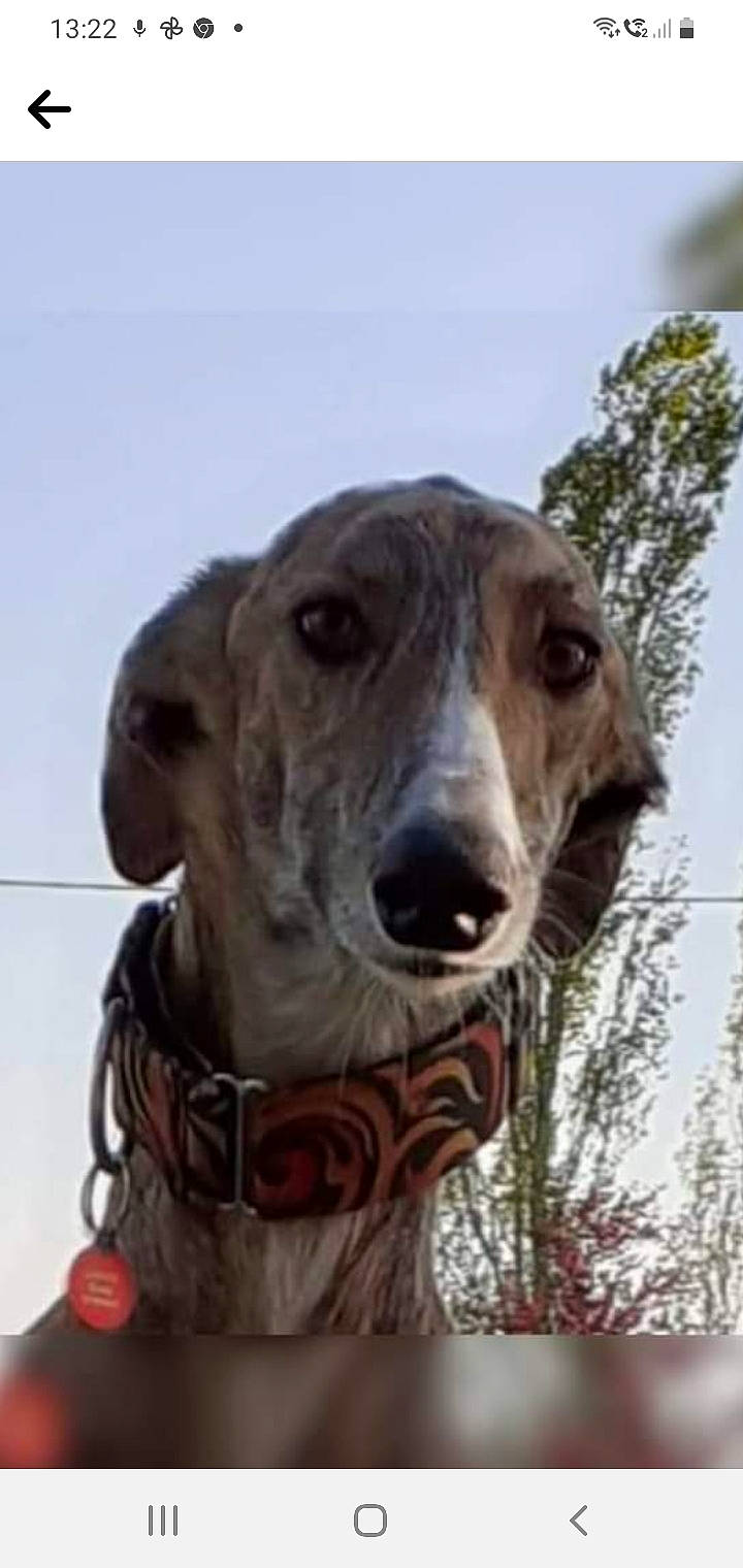 Orphee a rejoint le concours — aidez-le/la à gagner de superbes lots ! ancient_dog_breeds, art, canidae, carnivore, cloud, collar, companion_dog, dog, dog_breed, dog_collar, guard_dog, hunting_dog, sky, snout, sporting_group, terrestrial_animal, tree, whiskers, working_animal, working_dog