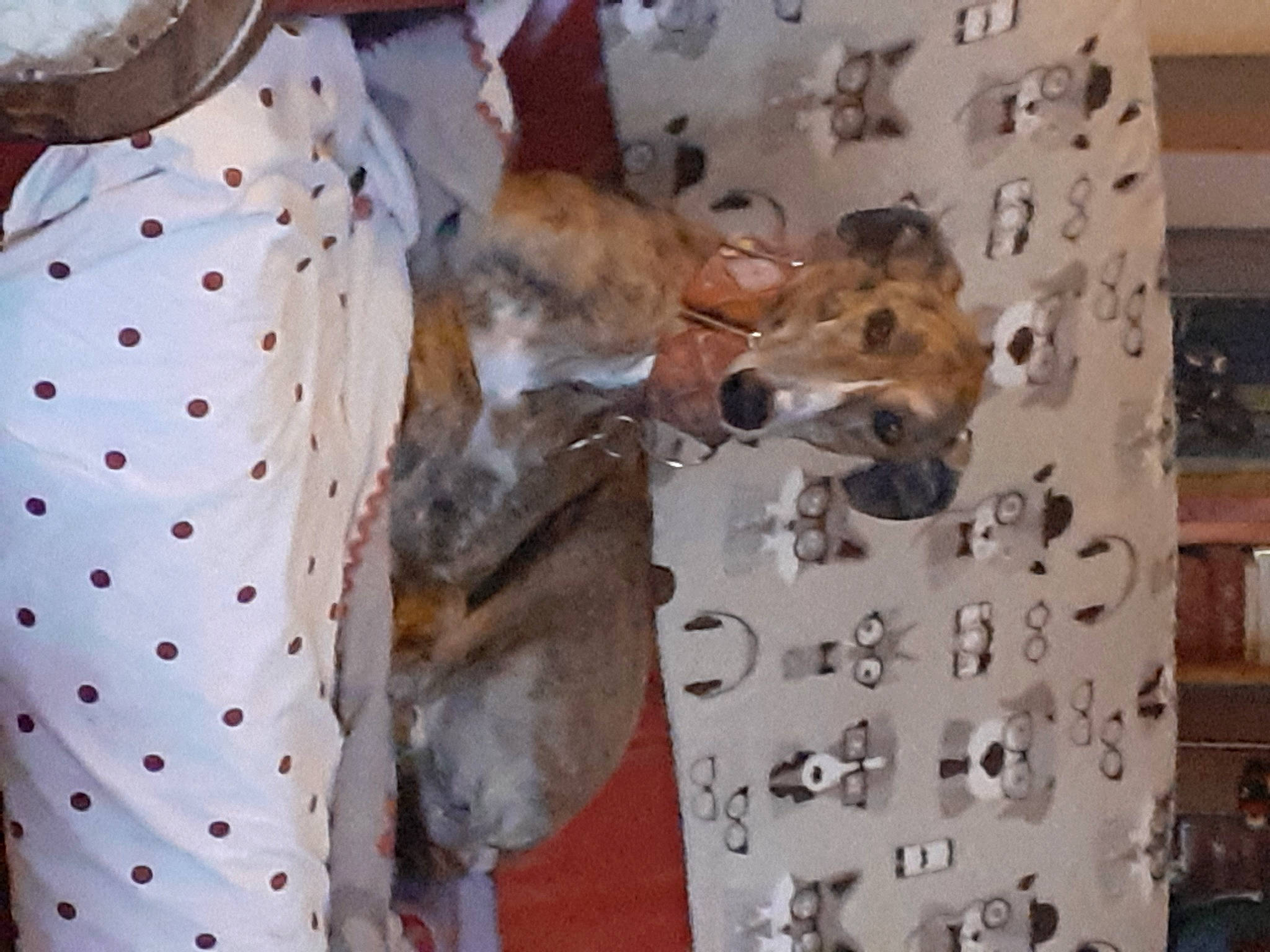 Orphee participe au concours pour gagner de l'argent avec cette photo : canidae, carnivore, collar, companion_dog, dog, dog_breed, fawn, felidae, fur, linens, mammal, non_sporting_group, pattern, room, sleeve, small_to_medium_sized_cats, sporting_group, whiskers