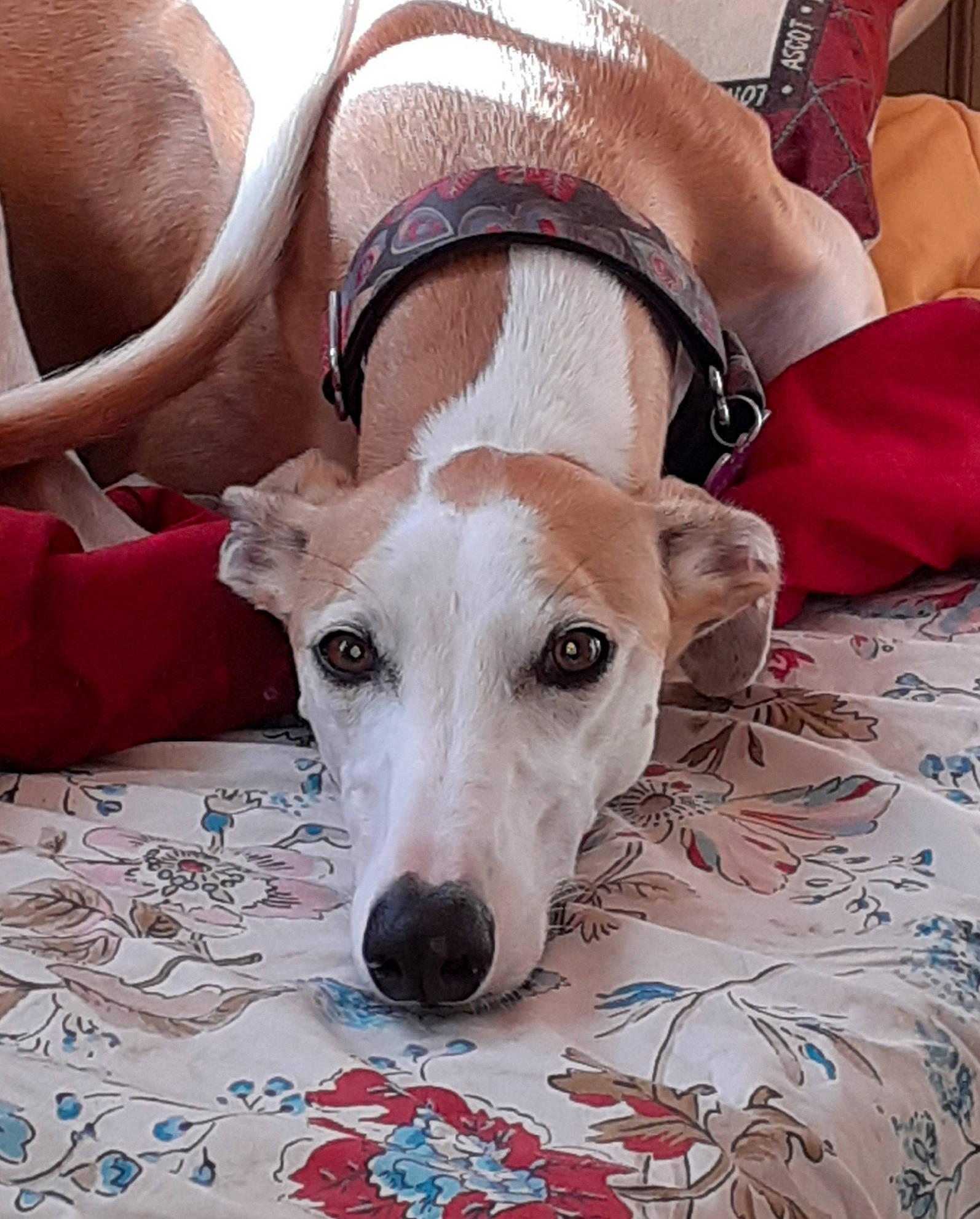 Lilya a rejoint le concours — aidez-le/la à gagner de superbes lots ! canidae, carnivore, collar, comfort, companion_dog, dog, dog_breed, dog_collar, fawn, hortaya_borzaya, linens, magyar_agar, polish_greyhound, rampur_greyhound, sighthound, snout, sporting_group, terrier, whiskers, working_animal