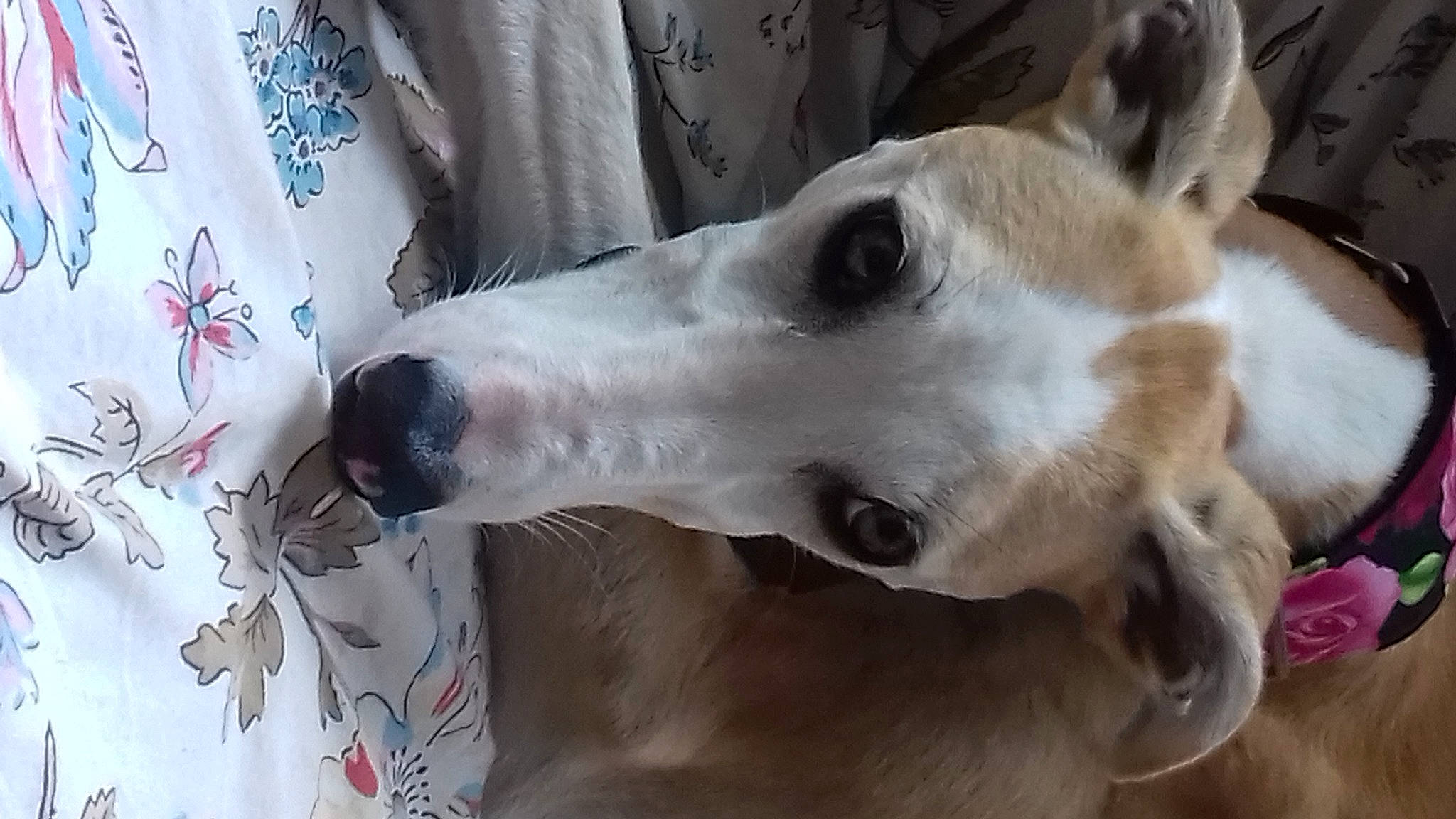 Lilya a rejoint le concours — aidez-le/la à gagner de superbes lots ! canidae, carnivore, collar, companion_dog, dog, dog_breed, dog_collar, ear, fawn, fur, giant_dog_breed, non_sporting_group, pet_supply, snout, sporting_group, terrestrial_animal, whiskers, working_animal