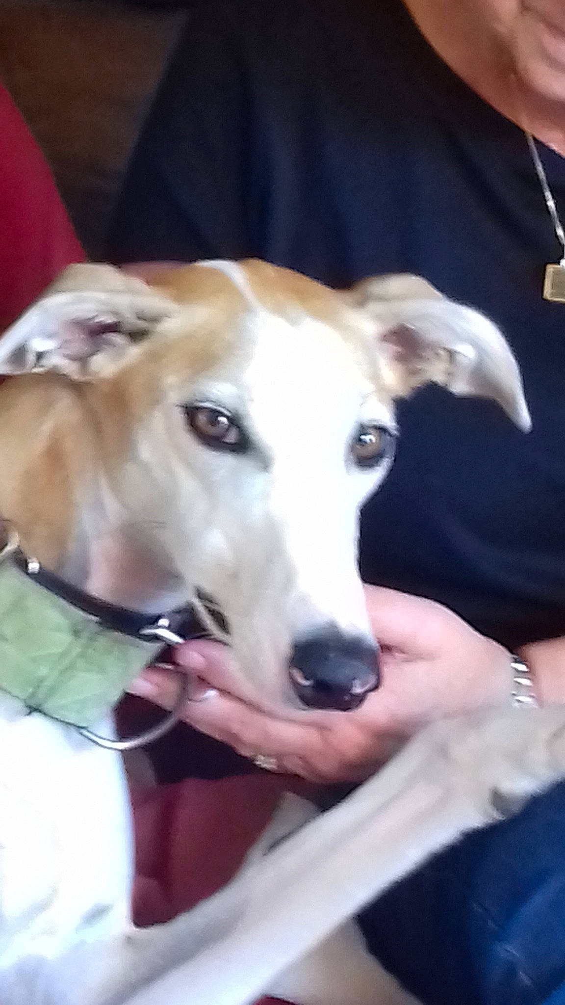 Lilya participe au concours pour gagner de l'argent avec cette photo : canidae, carnivore, chippiparai, dog, dog_breed, galgo_espanol, greyhound, hortaya_borzaya, italian_greyhound, lurcher, magyar_agar, mammal, mudhol_hound, polish_greyhound, saluki, sighthound, sloughi, snout, vertebrate, whippet