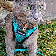 Penny joined the competition — help win amazing prizes! cat, animal, pet, harness, leash, grass, outdoor, green_eyes, alert, feline, curious, muzzle, whiskers, ears, fur, closeup, nature, brick_wall, collar, bell