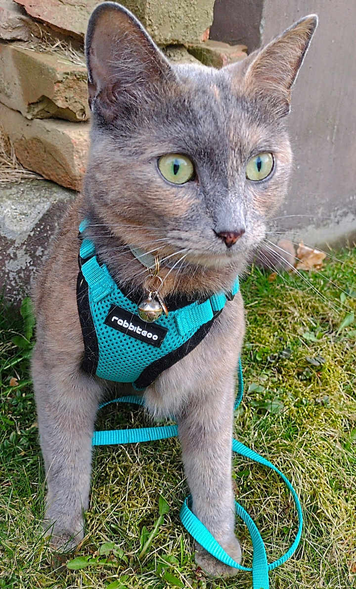 Penny joined the competition — help win amazing prizes! cat, animal, pet, harness, leash, grass, outdoor, green_eyes, alert, feline, curious, muzzle, whiskers, ears, fur, closeup, nature, brick_wall, collar, bell