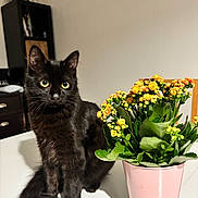Atchoum a rejoint le concours — aidez-le/la à gagner de superbes lots ! black_cat, cat, pet, flower_pot, flowers, indoor, table, plant, green_leaves, pink_pot, yellow_flowers, orange_flowers, curious, sitting, feline, domestic_animal, houseplant, decor, furniture, room
