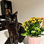 black_cat, cat, pet, flower_pot, flowers, indoor, table, plant, green_leaves, pink_pot, yellow_flowers, orange_flowers, curious, sitting, feline, domestic_animal, houseplant, decor, furniture, room