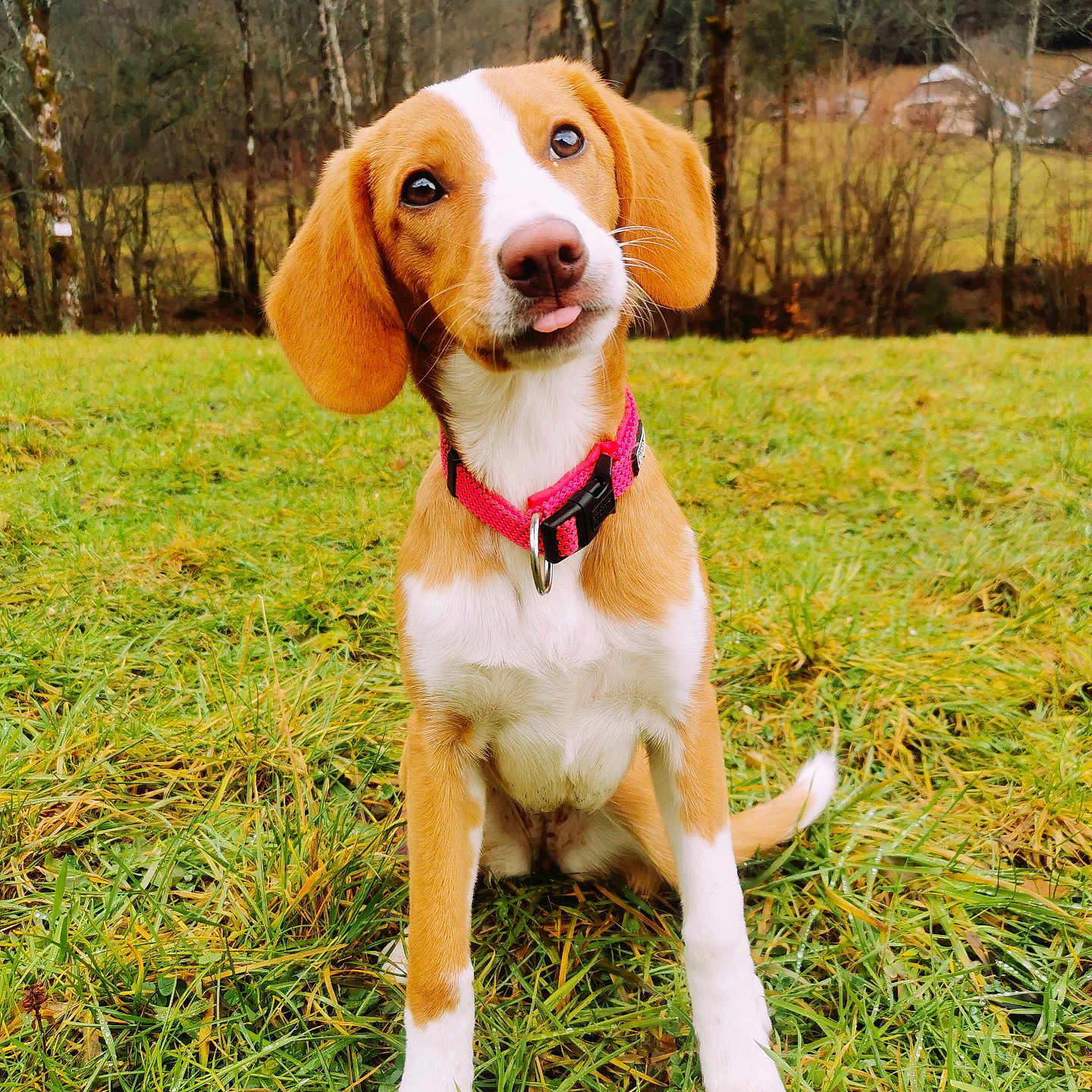 Vicky a rejoint le concours — aidez-le/la à gagner de superbes lots ! accessories, animal, beagle, canine, dog, field, grass, grassland, grove, hound, lawn, nature, outdoors, park, pet, plant, puppy, strap, tree, vegetation