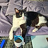 cat, black_and_white, sofa, cushion, outdoor, coffee_cup, lighter, ashtray, cigarette, relaxed, pet, animal, feline, resting, sunlight, table, purple, fabric, smoky_time, paw
