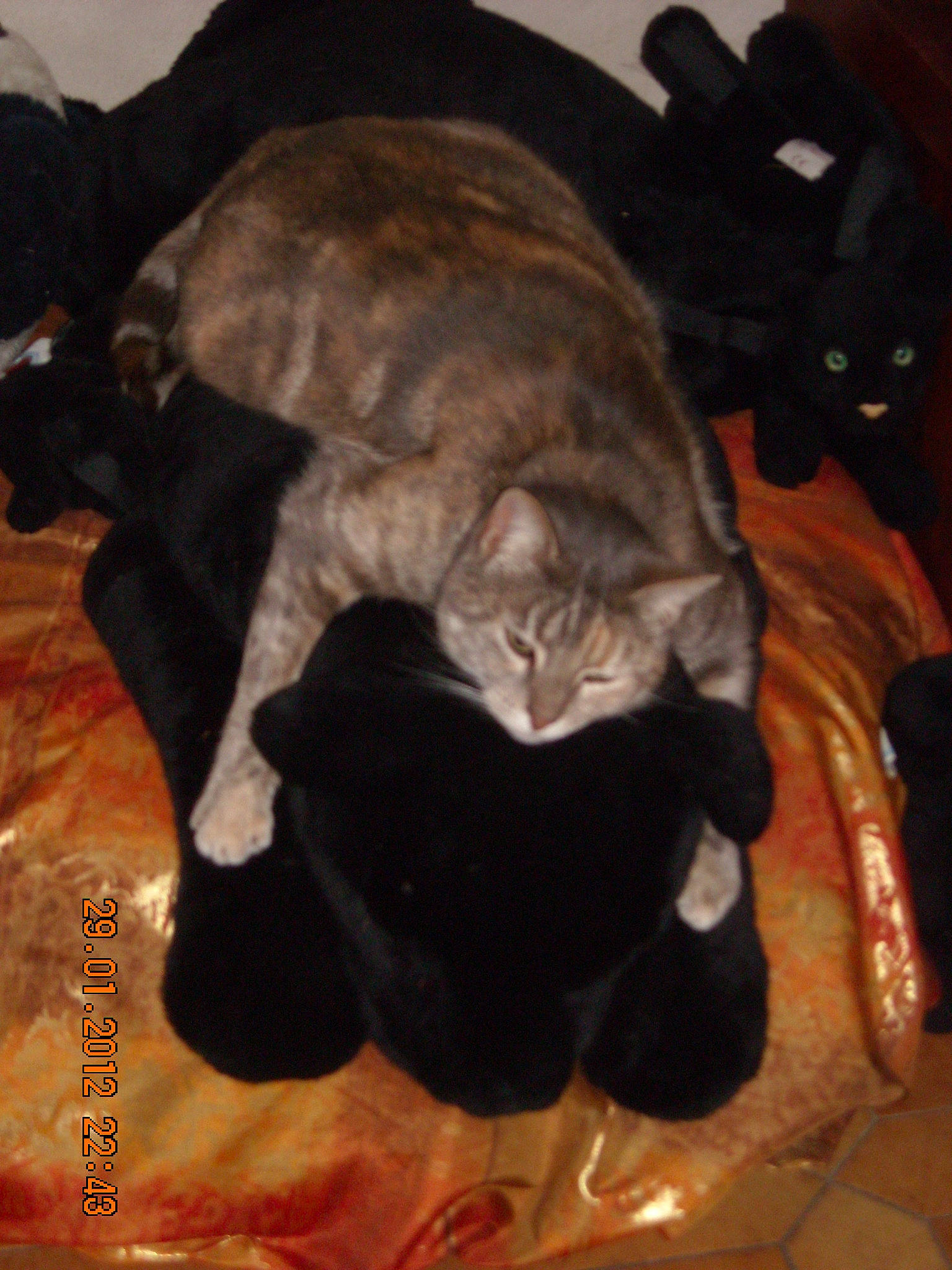 Pipelette a rejoint le concours — aidez-le/la à gagner de superbes lots ! carnivore, cat, felidae, fur, small_to_medium_sized_cats, tail, whiskers