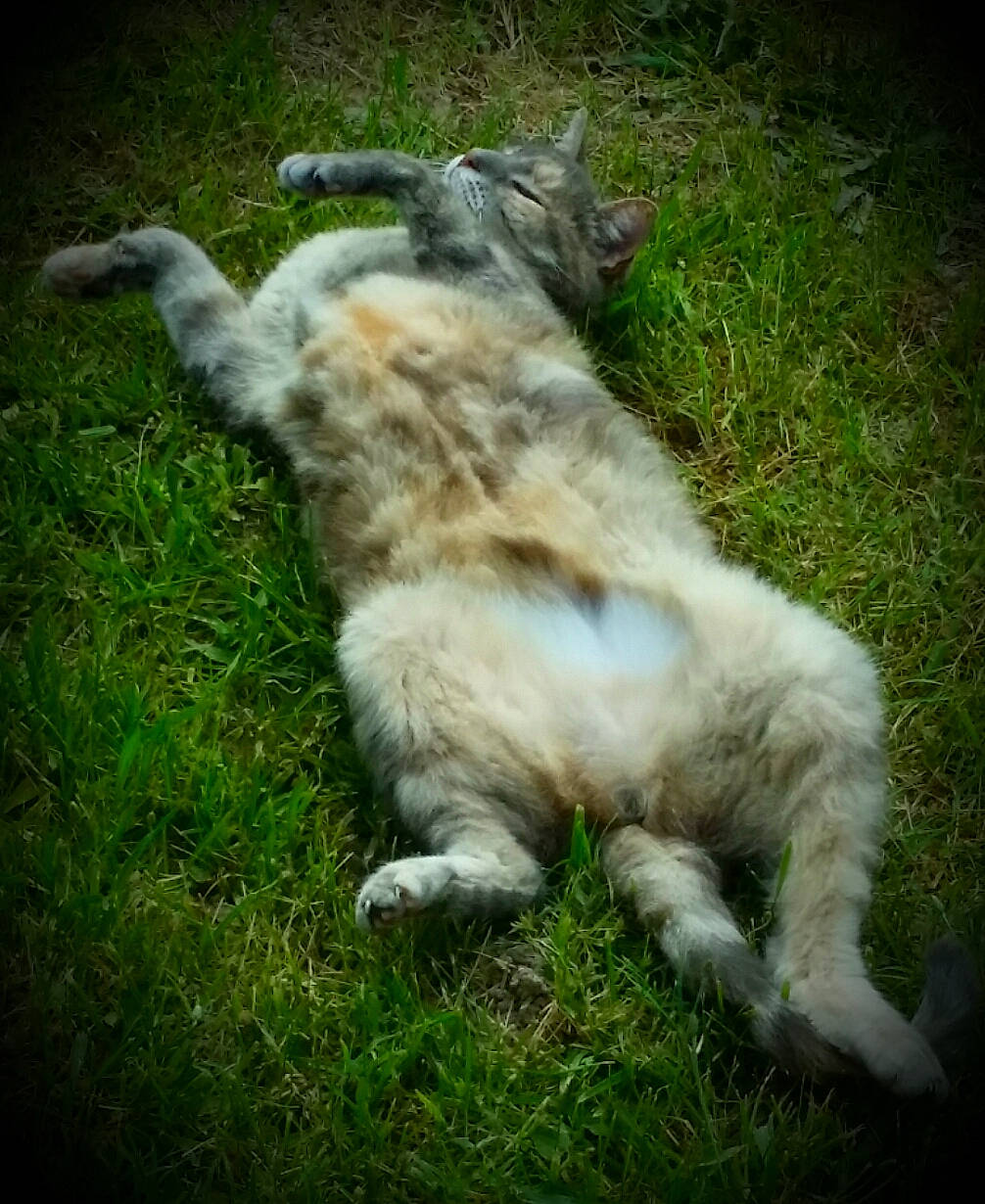 Pipelette participe au concours pour gagner de l'argent avec cette photo : canidae, carnivore, cat, dog_breed, felidae, grass, mammal, small_to_medium_sized_cats, sporting_group, tail, whiskers