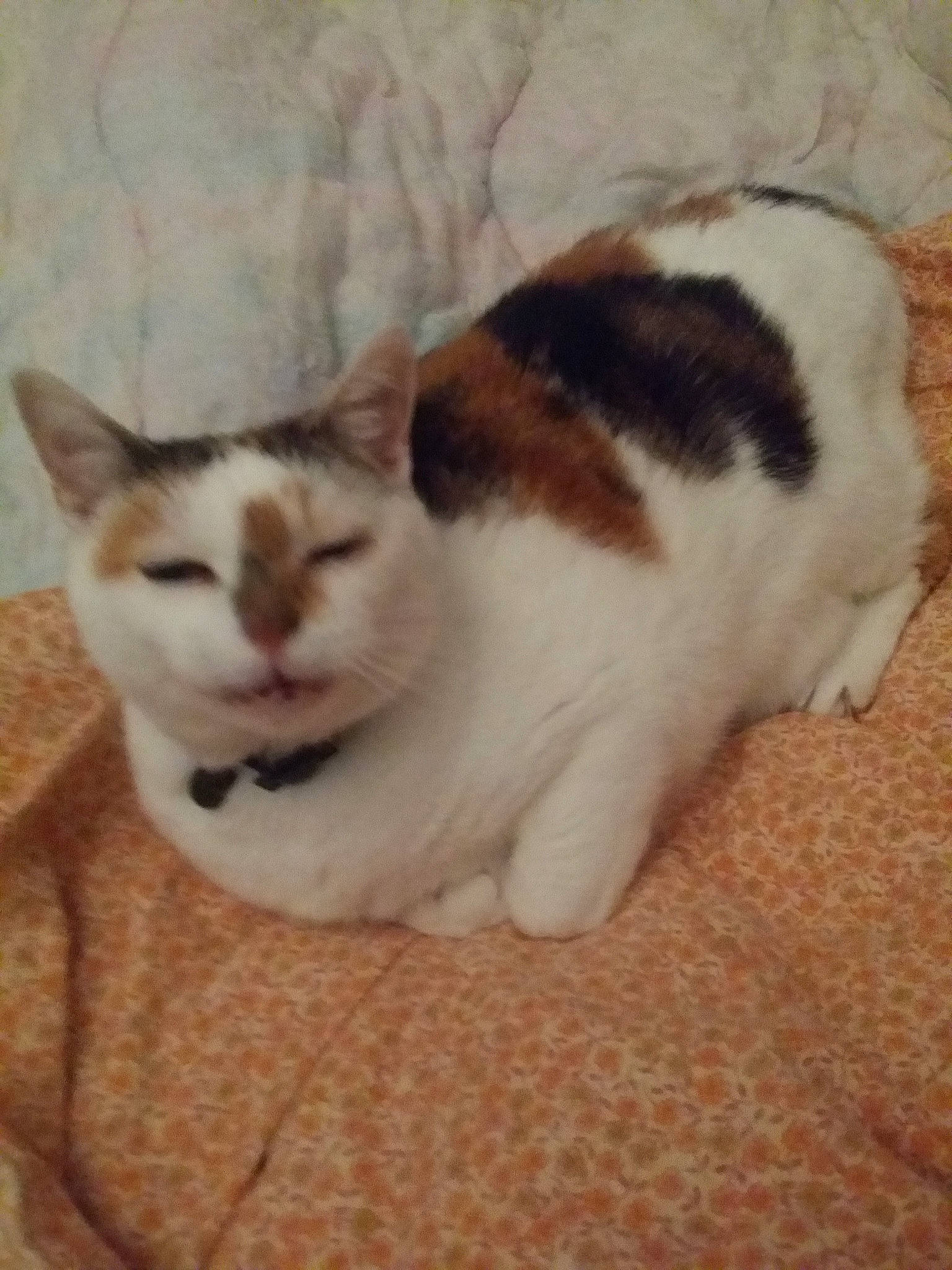 Pin Up a rejoint le concours — aidez-le/la à gagner de superbes lots ! aegean_cat, american_wirehair, carnivore, cat, domestic_short_haired_cat, european_shorthair, fawn, felidae, fur, japanese_bobtail, kitten, mammal, polydactyl_cat, small_to_medium_sized_cats, tail, whiskers