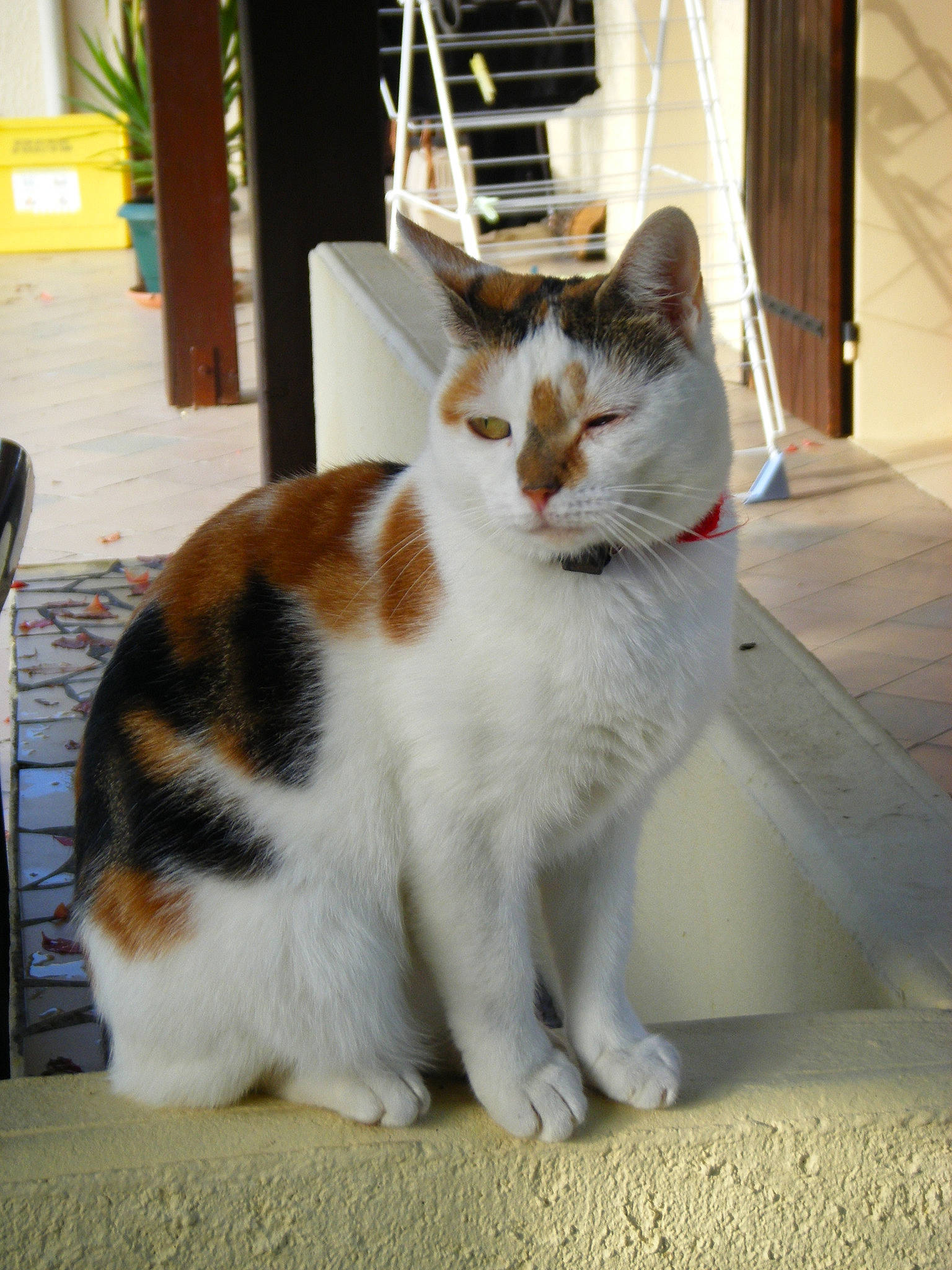 Pin Up participe au concours pour gagner de l'argent avec cette photo : aegean_cat, american_wirehair, asian, carnivore, cat, domestic_short_haired_cat, european_shorthair, fawn, felidae, fur, japanese_bobtail, kitten, mammal, polydactyl_cat, sitting, small_to_medium_sized_cats, tabby_cat, tail, turkish_van, whiskers