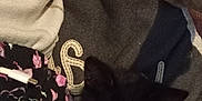 Princess is registered to the contest to win money with this photo: kitten, black_cat, pet, animal, feline, soft, fabric, clothing, pattern, floral, cute, indoors, closeup, cozy, dark, eyes, small, resting, comfort, warm